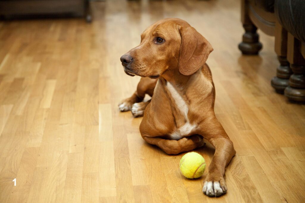 hardwood Flooring hardwood Flooring